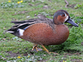 Cinnamon Teal x Blue-winged Teal hybrid